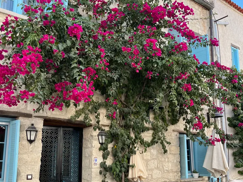 Stone house and bougainvillea, Alaçatı